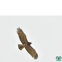 گونه عقاب مارخور Short-toed Eagle